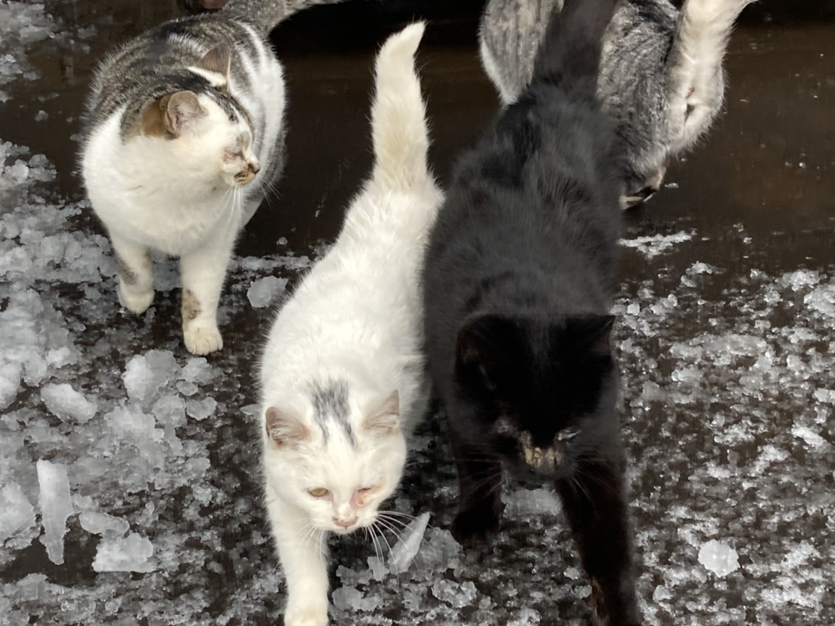 f:id:Betty0918:20210202120007j:plain