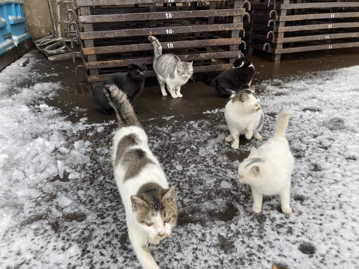 f:id:Betty0918:20210202120049j:plain