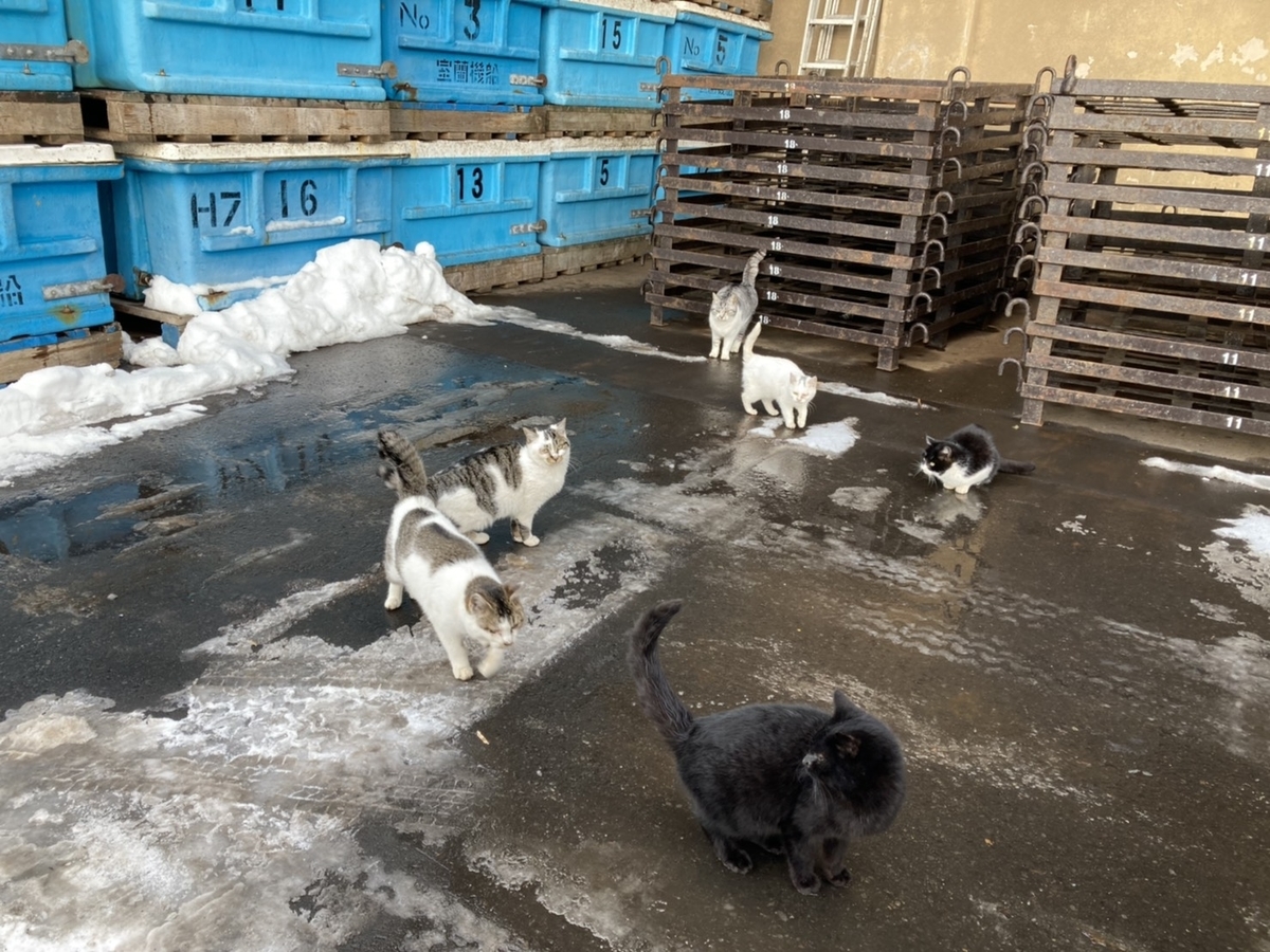 f:id:Betty0918:20210204090700j:plain