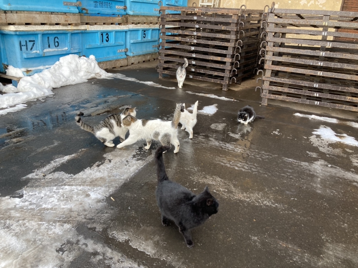 f:id:Betty0918:20210204090800j:plain