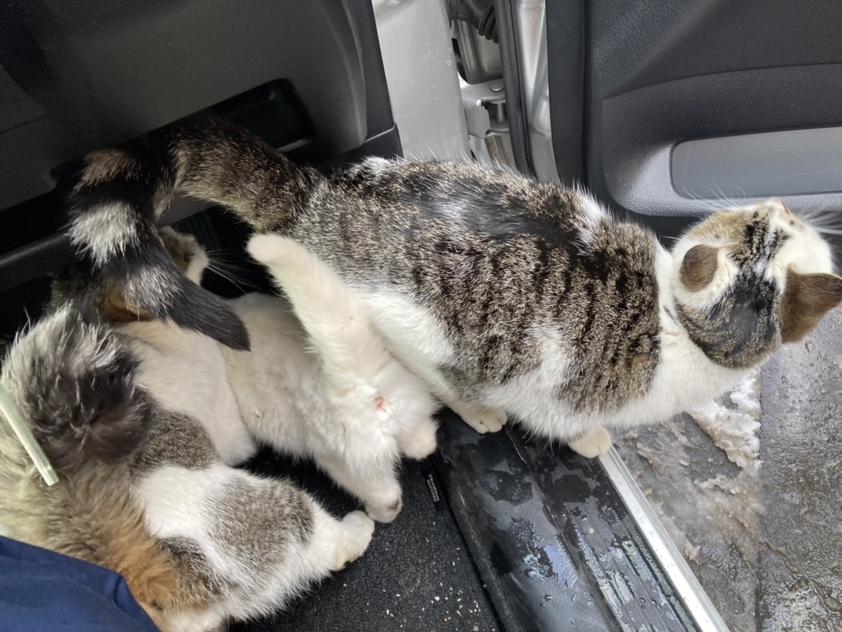 f:id:Betty0918:20210204090943j:plain