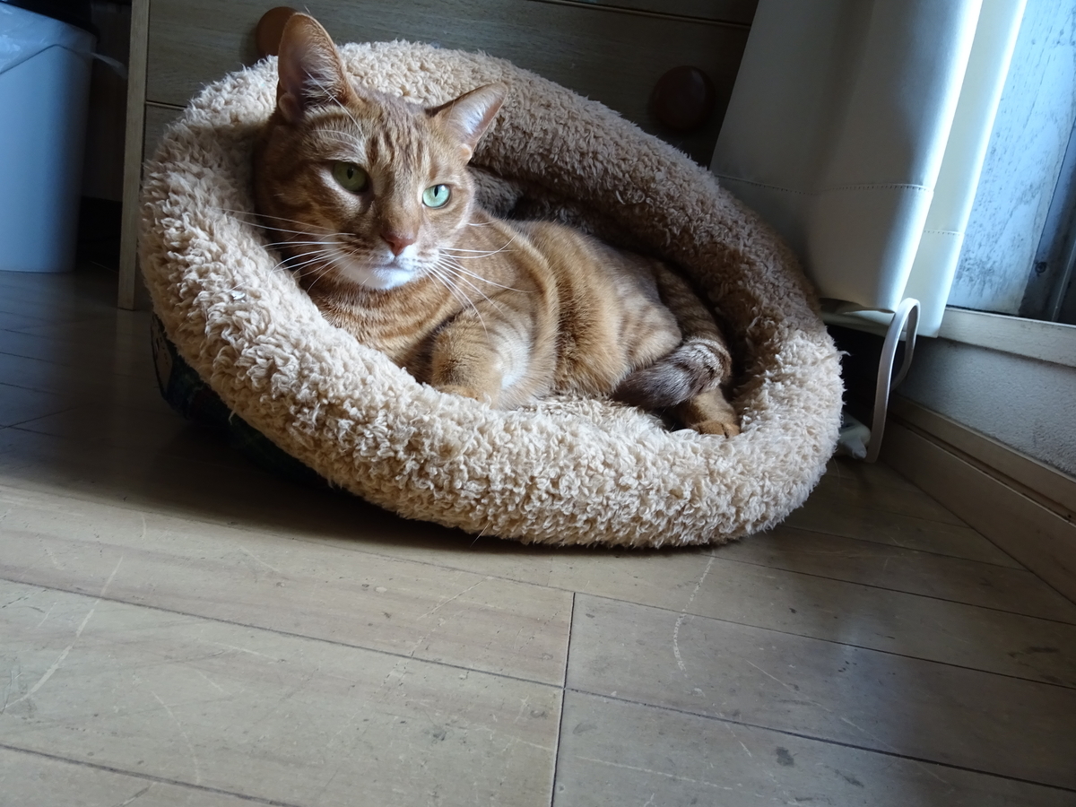 f:id:Betty0918:20210205143730j:plain