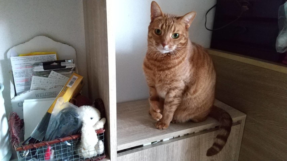 f:id:Betty0918:20210210163356j:plain