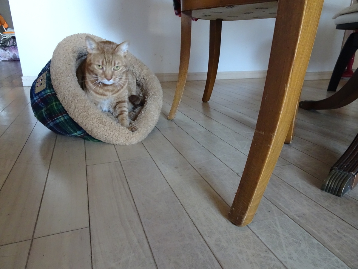 f:id:Betty0918:20210213194101j:plain