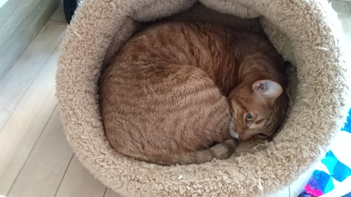 f:id:Betty0918:20210220100304j:plain