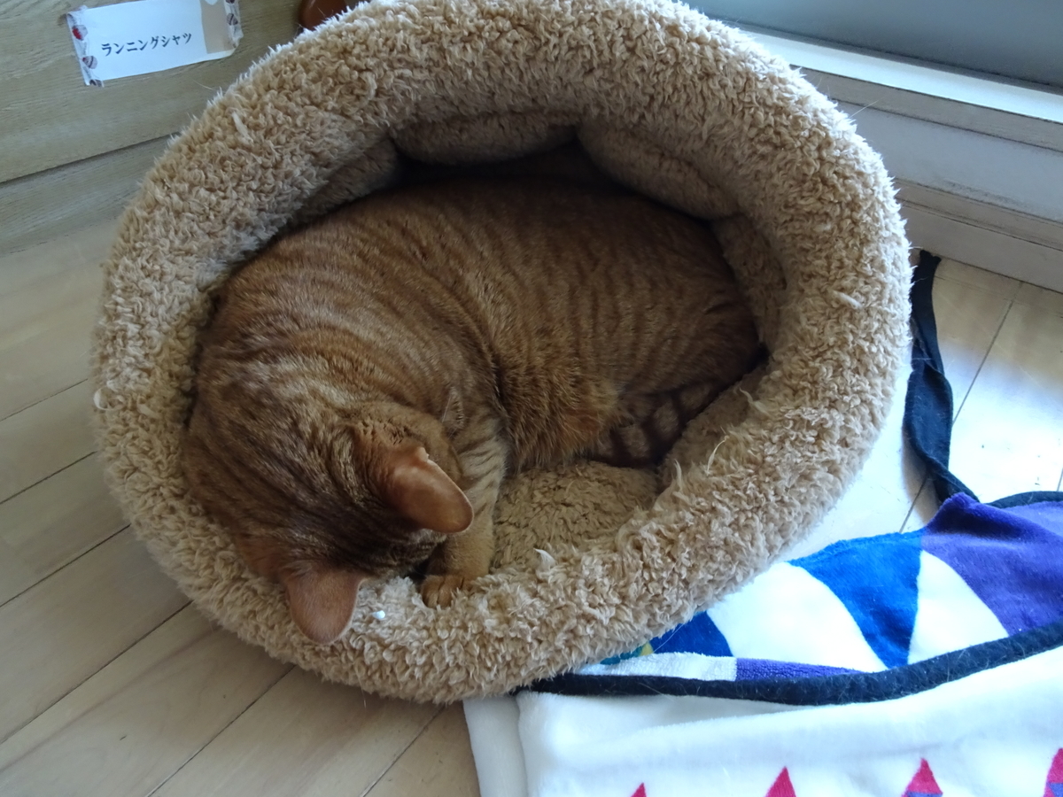 f:id:Betty0918:20210220100356j:plain