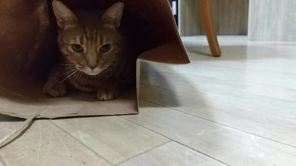 f:id:Betty0918:20210222115426j:plain