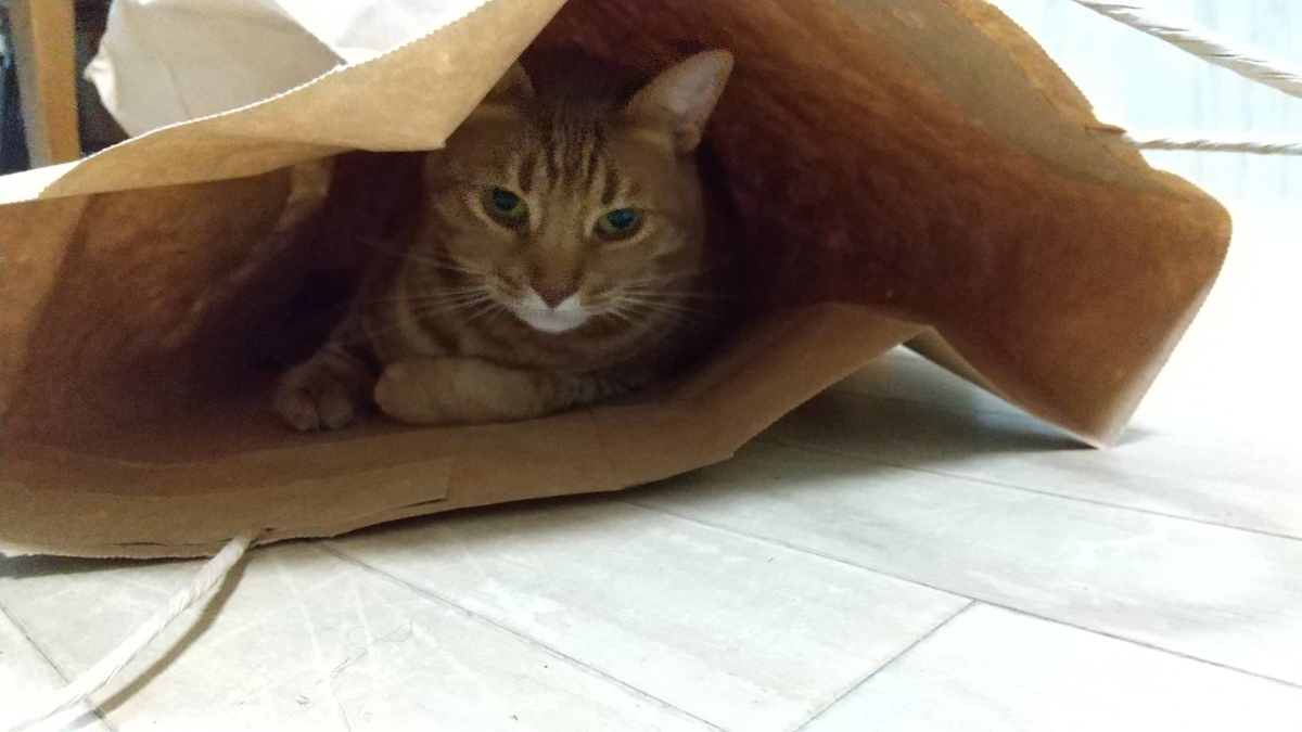 f:id:Betty0918:20210225200023j:plain