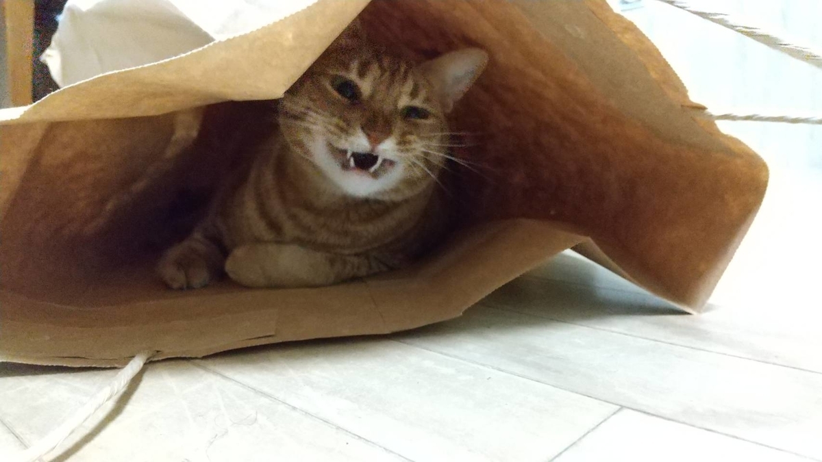 f:id:Betty0918:20210225200205j:plain