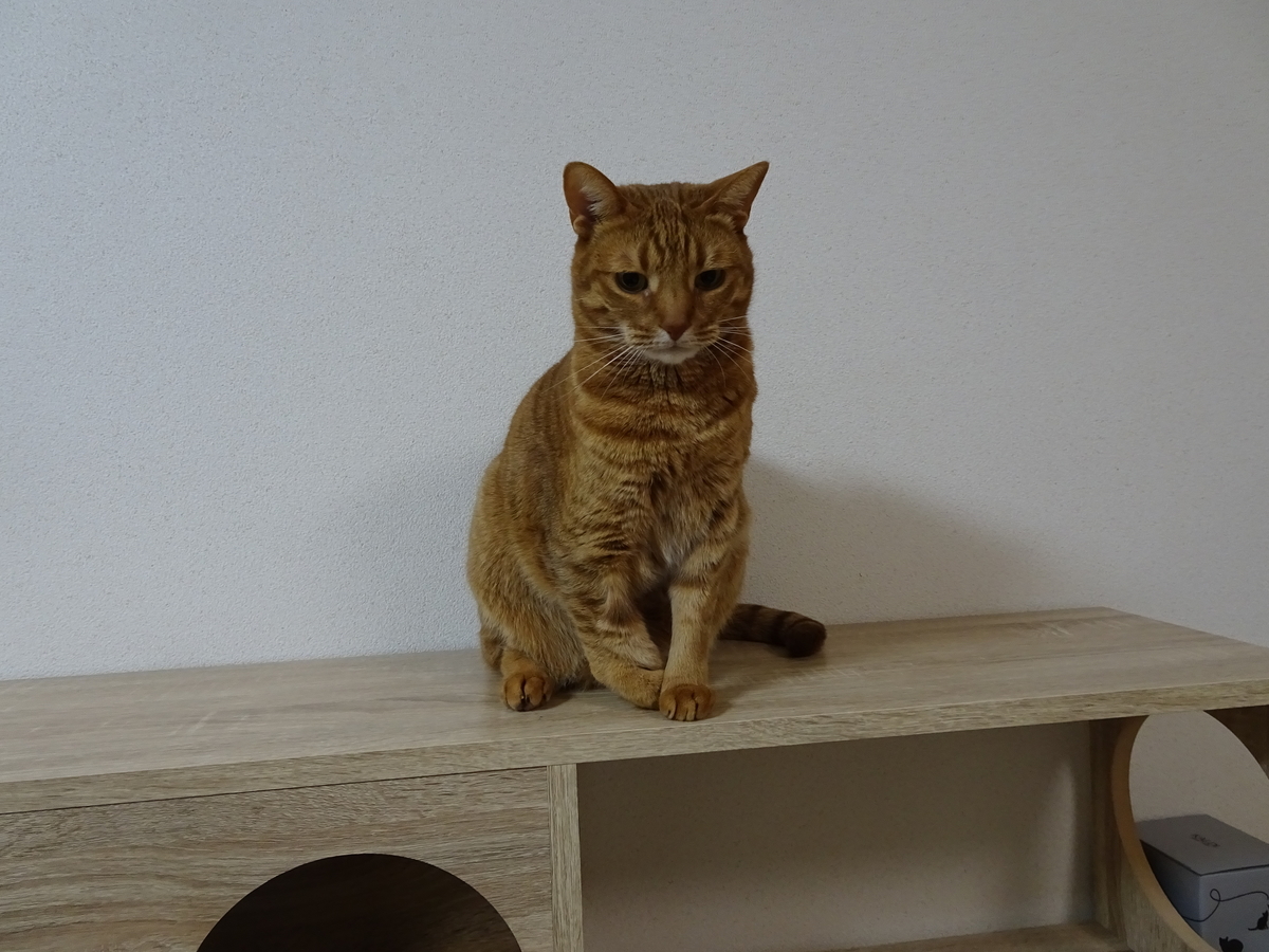 f:id:Betty0918:20210227110952j:plain