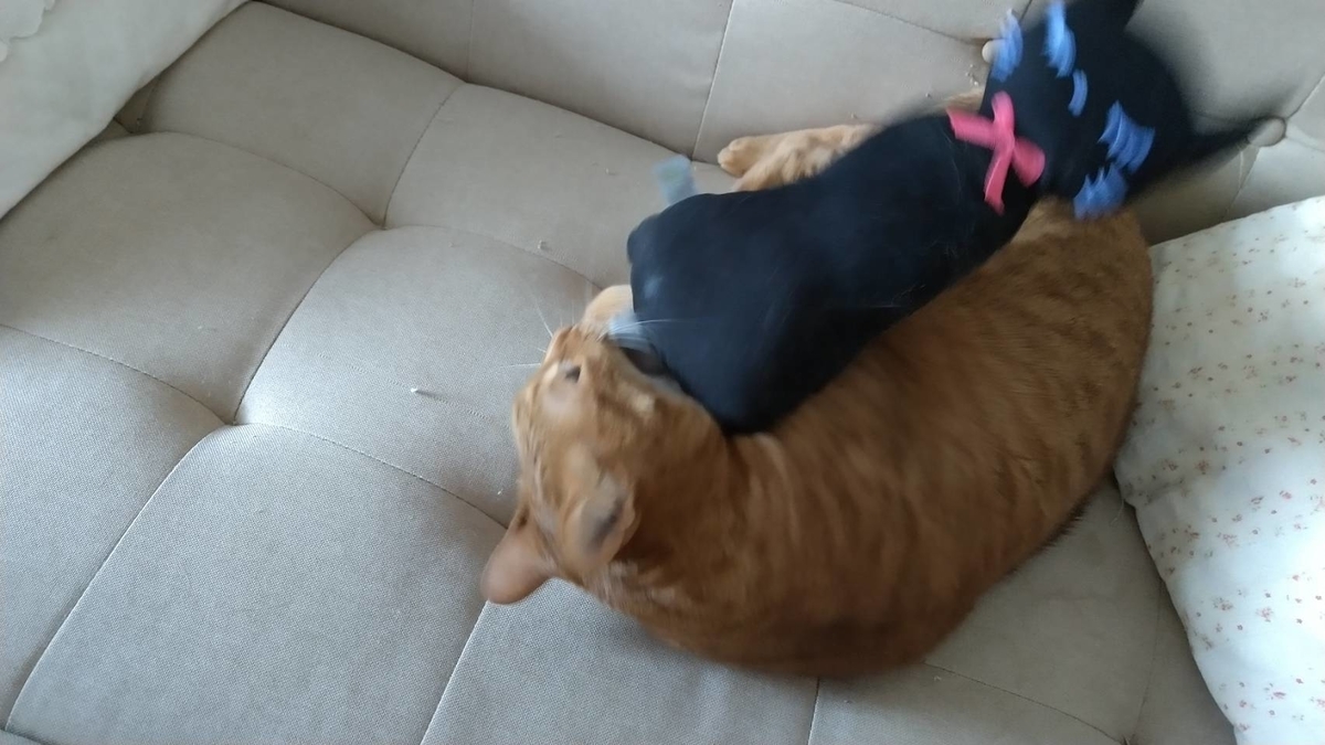 f:id:Betty0918:20210227144542j:plain