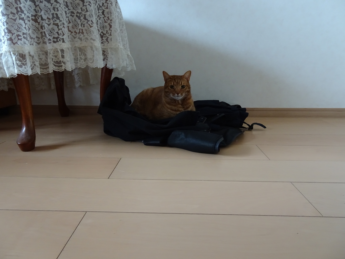 f:id:Betty0918:20210306134521j:plain