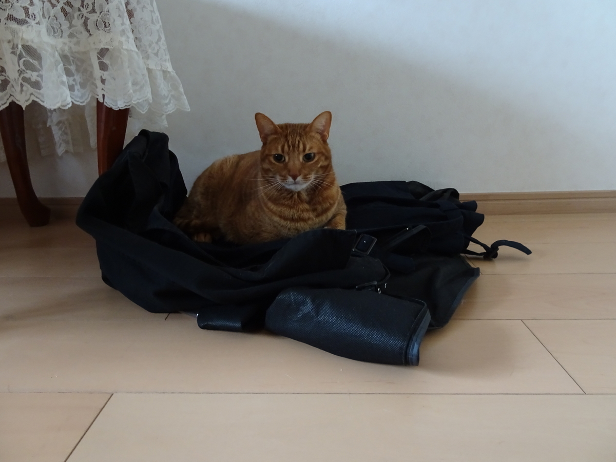 f:id:Betty0918:20210306134620j:plain