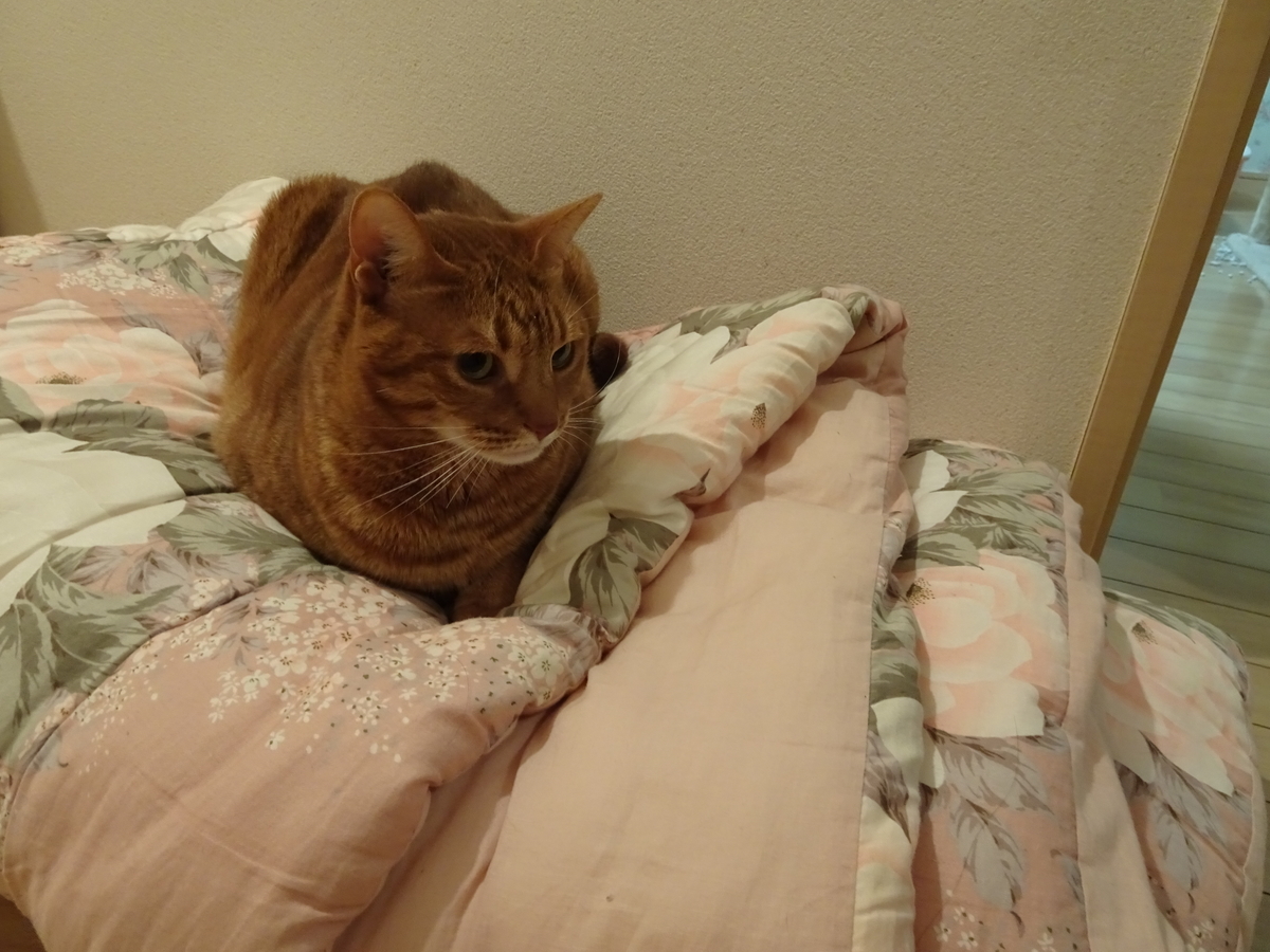 f:id:Betty0918:20210312143444j:plain