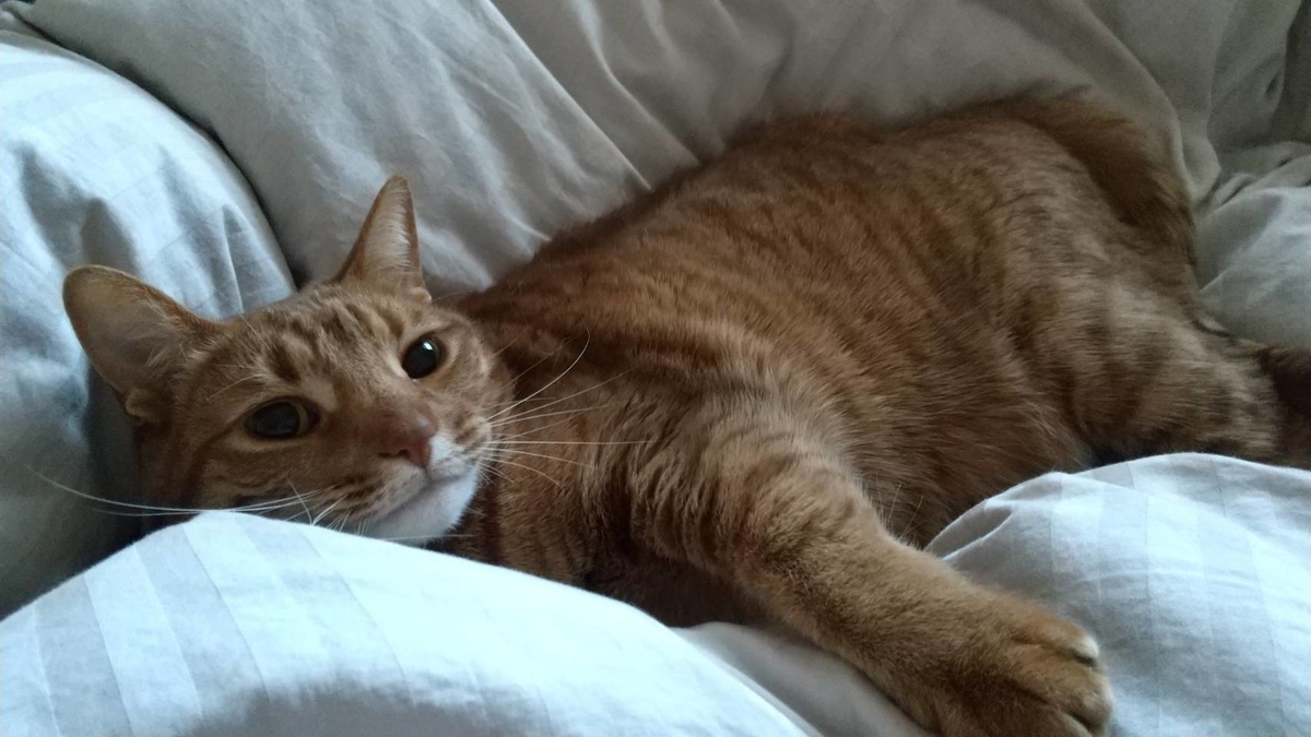 f:id:Betty0918:20210315154043j:plain