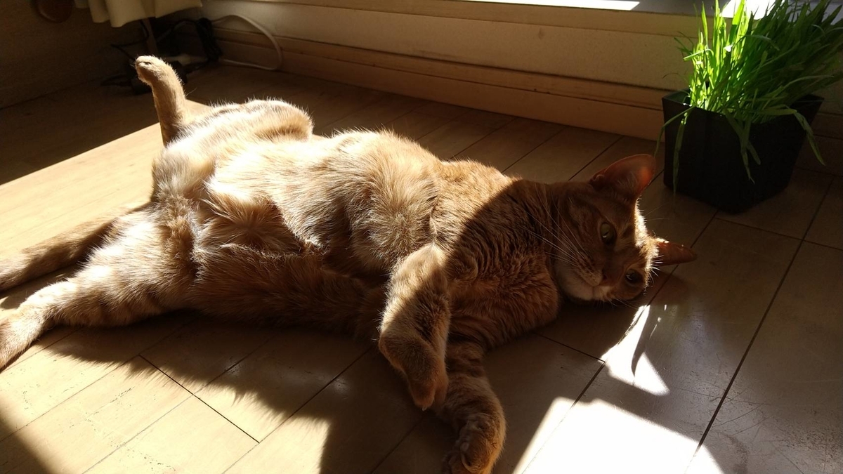 f:id:Betty0918:20210316181519j:plain