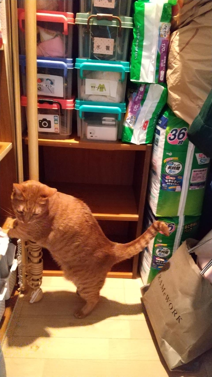 f:id:Betty0918:20210324162835j:plain