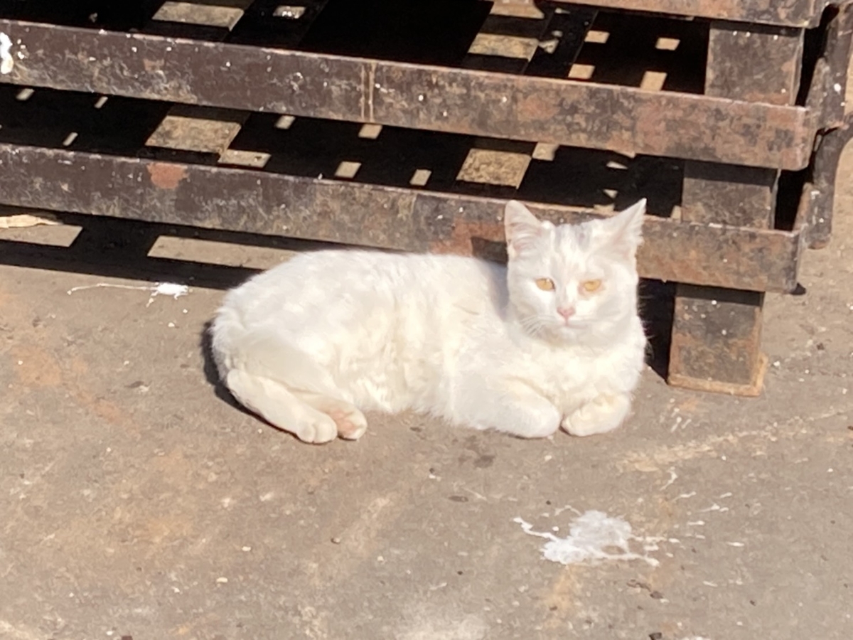 f:id:Betty0918:20210324164500j:plain