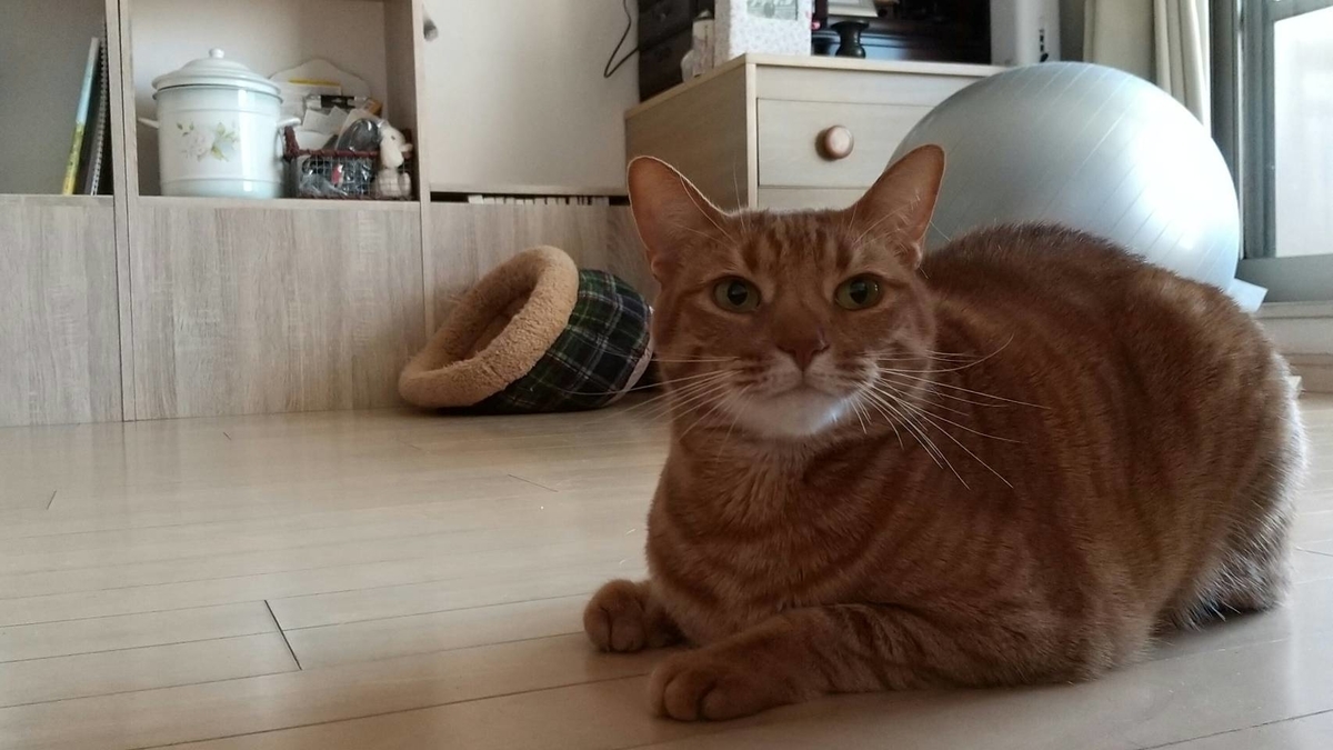 f:id:Betty0918:20210426080157j:plain