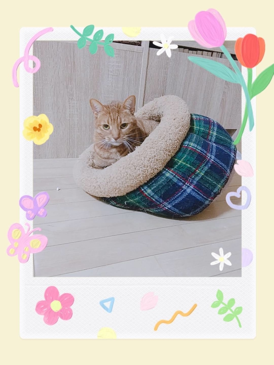 f:id:Betty0918:20210428192712j:plain