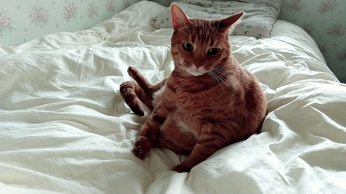 f:id:Betty0918:20210513151249j:plain