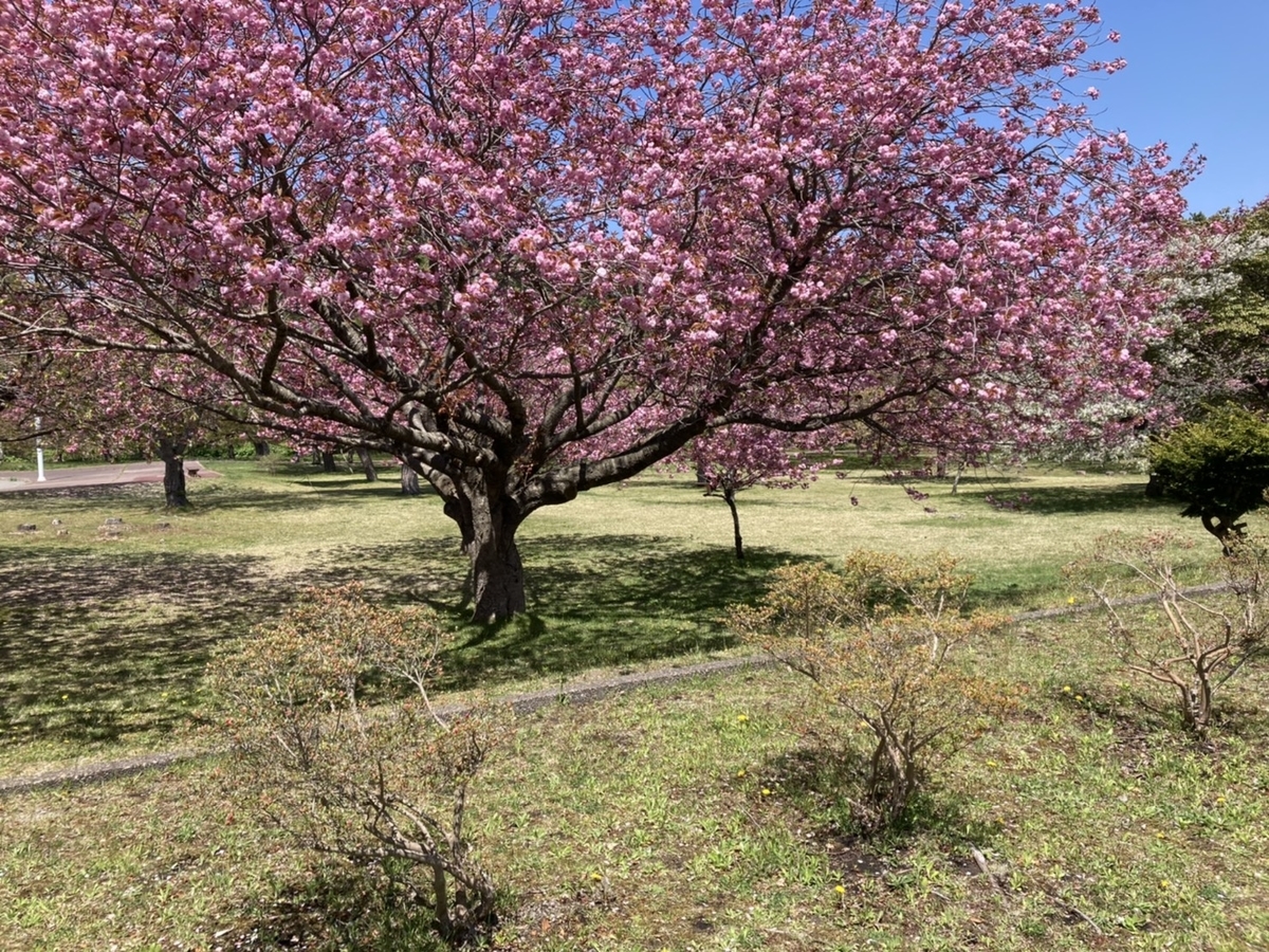 f:id:Betty0918:20210514210727j:plain