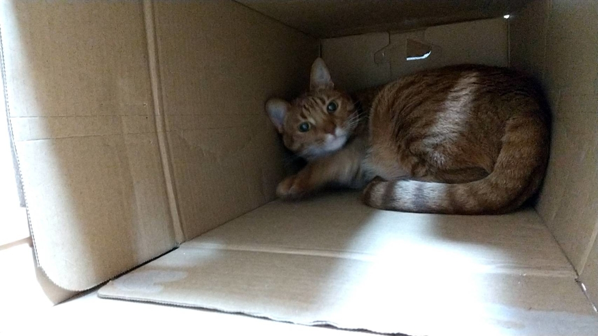 f:id:Betty0918:20210514211422j:plain