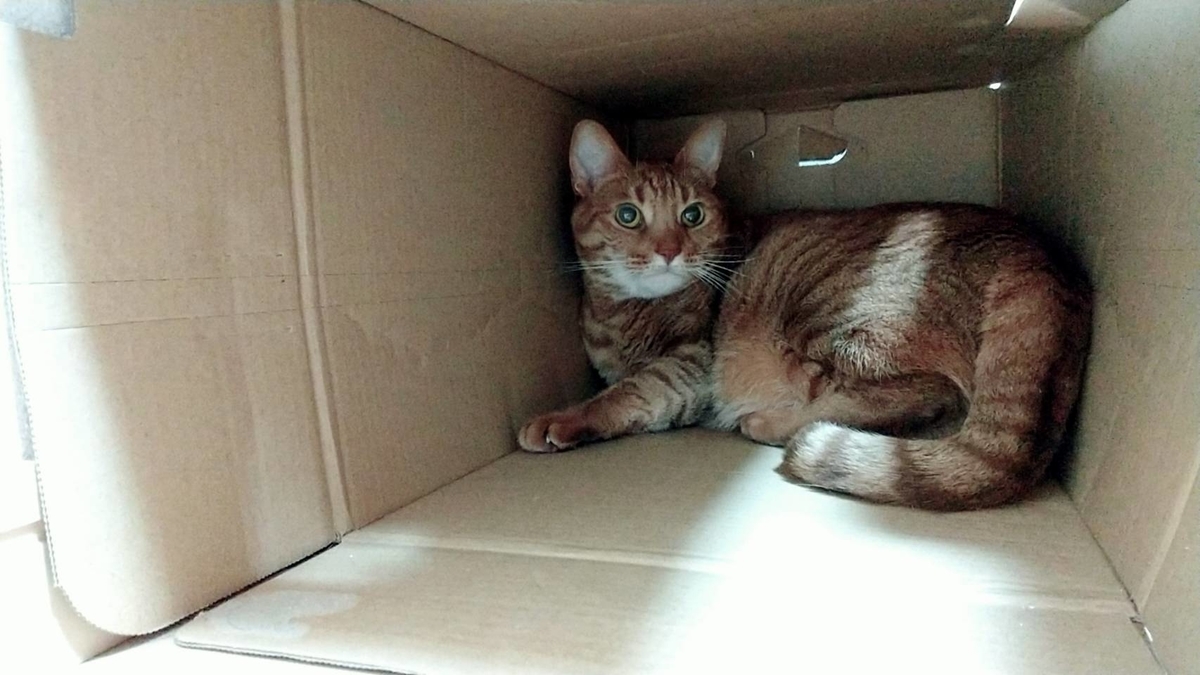 f:id:Betty0918:20210514211506j:plain