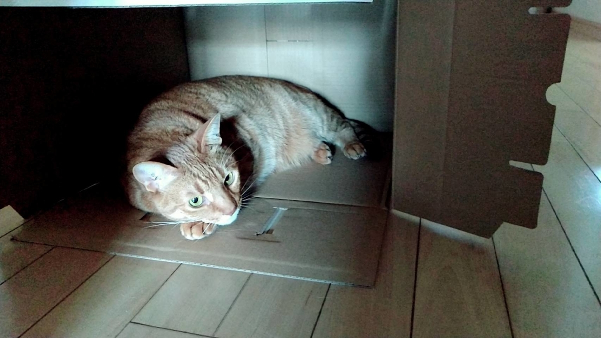 f:id:Betty0918:20210528175819j:plain