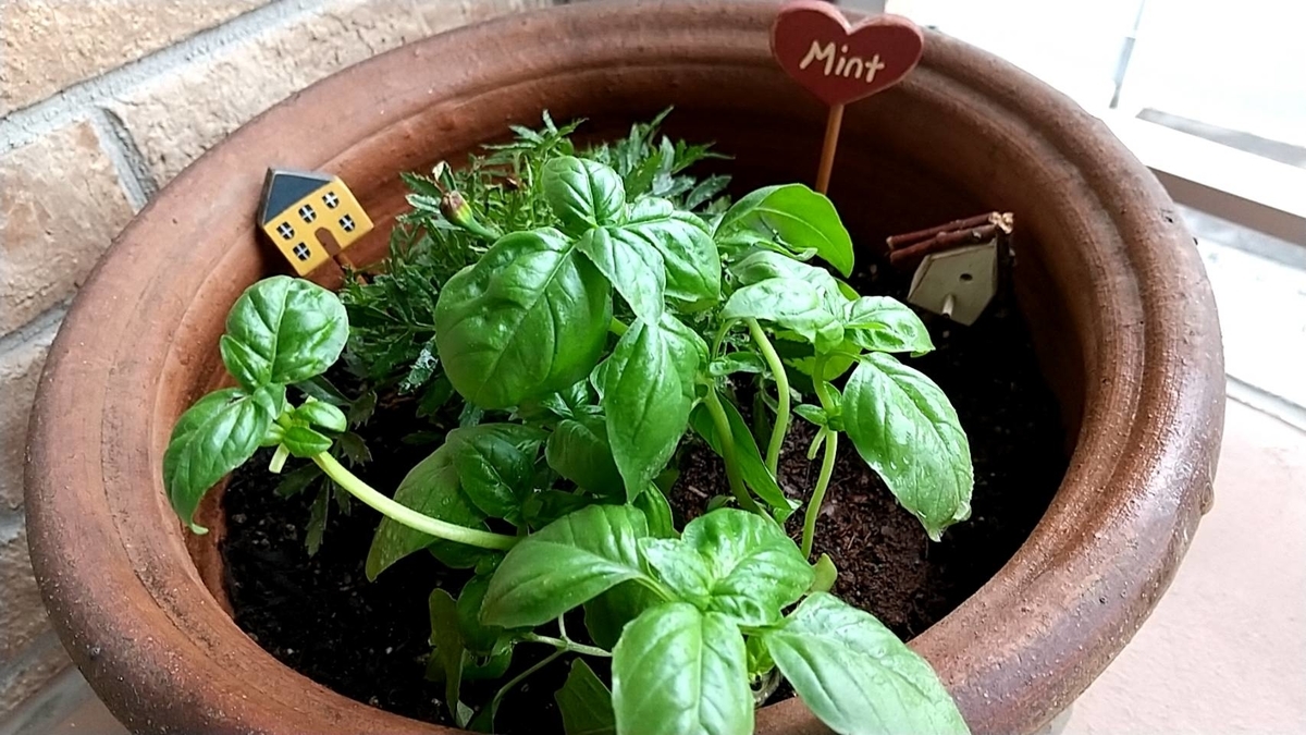 f:id:Betty0918:20210606205907j:plain