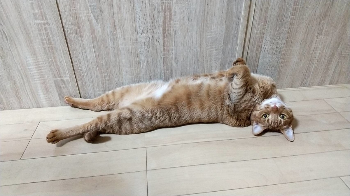 f:id:Betty0918:20210620103210j:plain