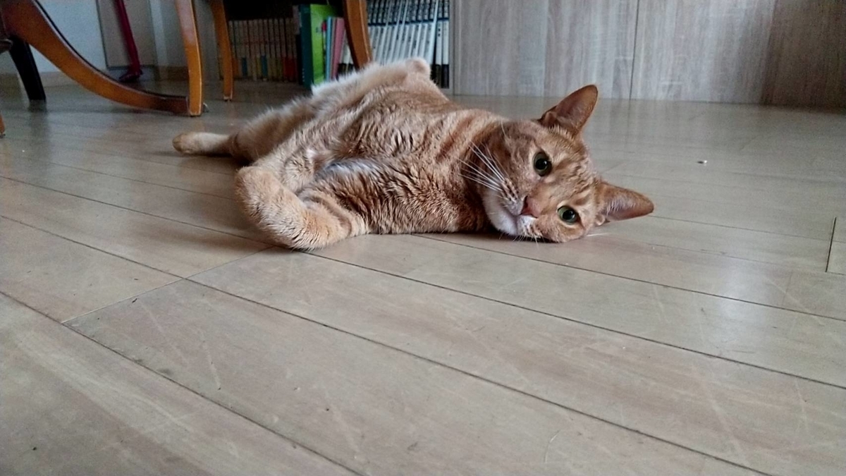 f:id:Betty0918:20210706072622j:plain