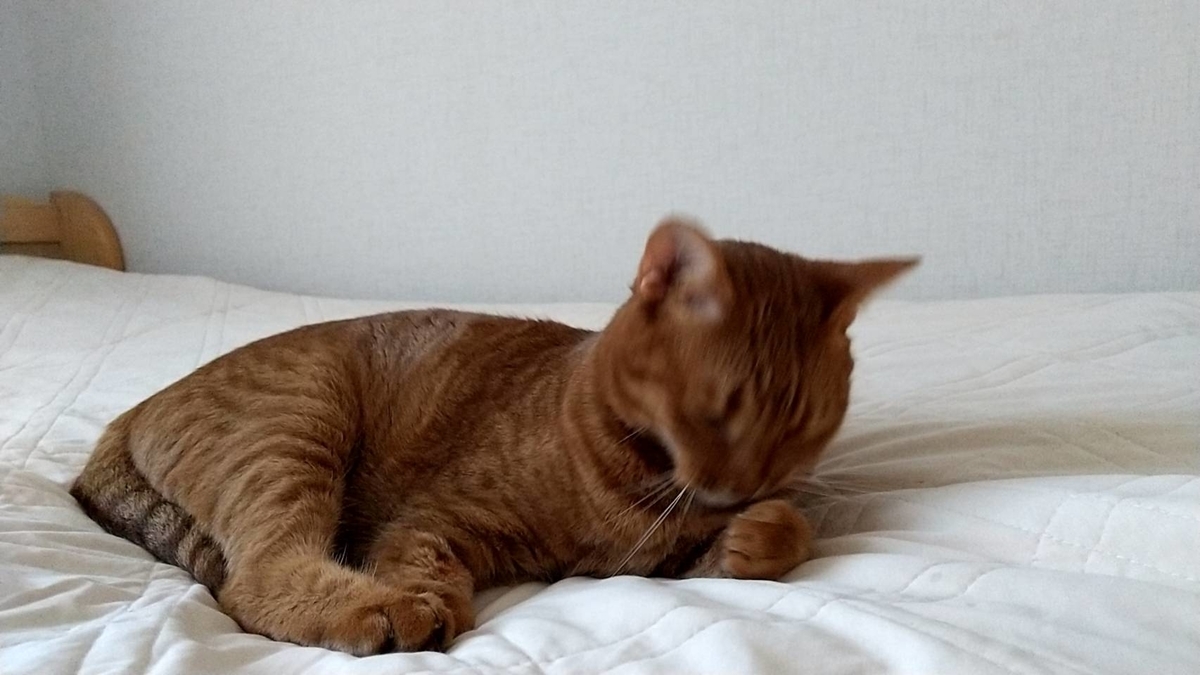 f:id:Betty0918:20210710135206j:plain