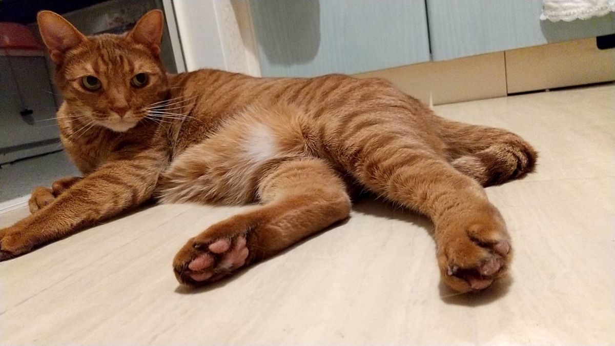 f:id:Betty0918:20210718082142j:plain