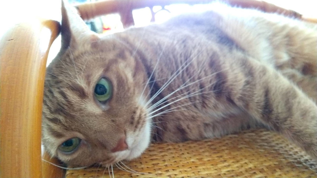 f:id:Betty0918:20210718082222j:plain