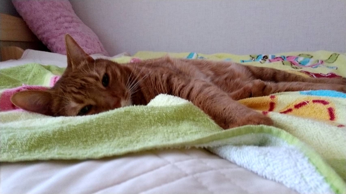 f:id:Betty0918:20210805101805j:plain