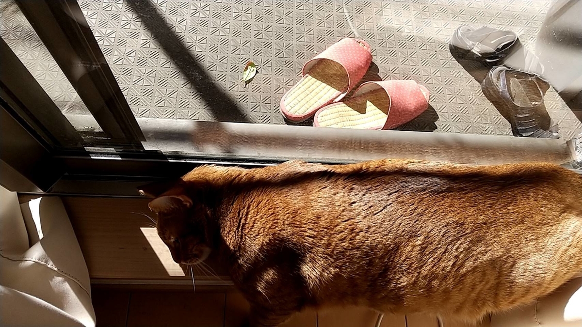 f:id:Betty0918:20210819120614j:plain