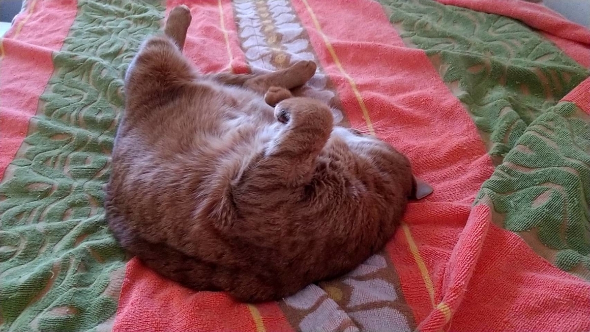 f:id:Betty0918:20210819120708j:plain