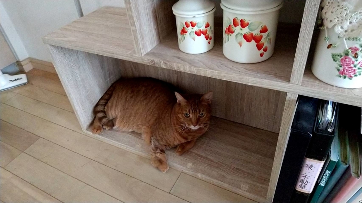 f:id:Betty0918:20210823163623j:plain