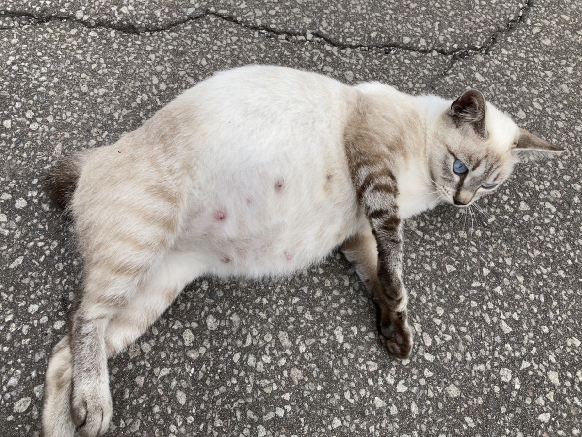 f:id:Betty0918:20210824142544j:plain