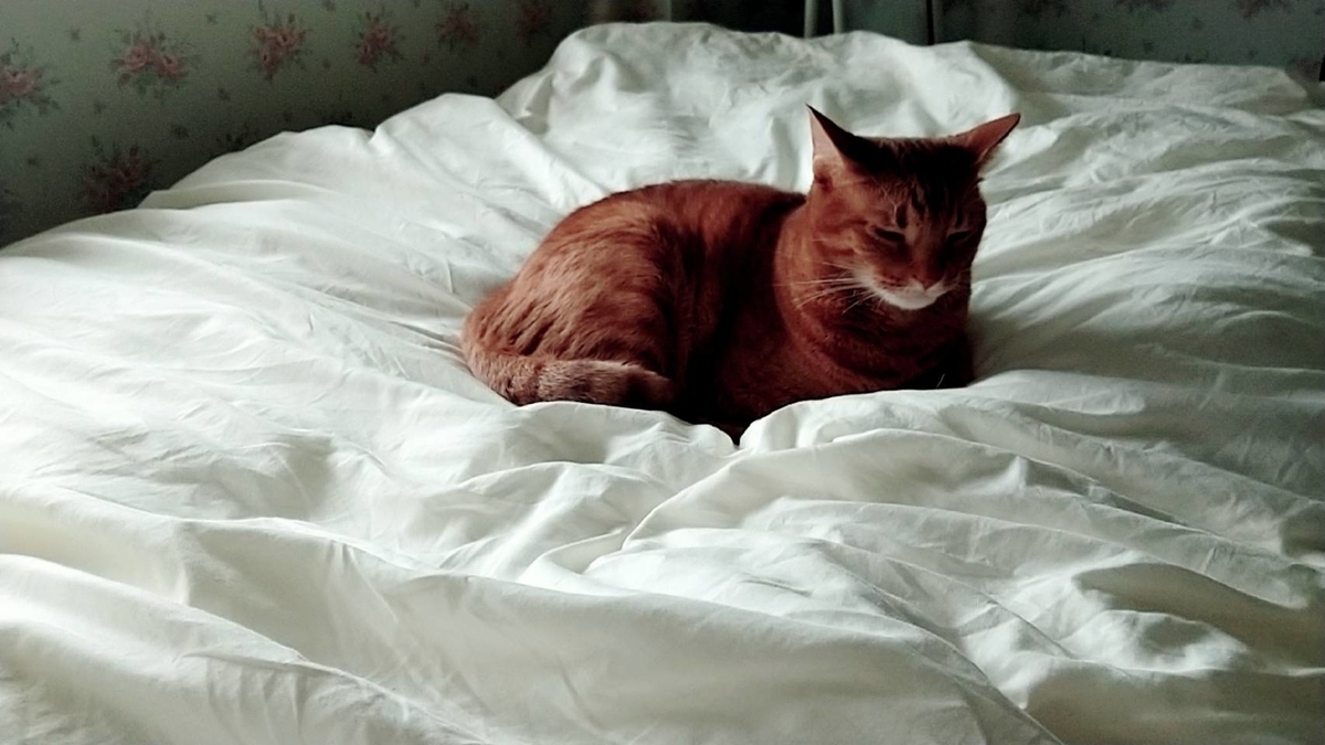 f:id:Betty0918:20211012141948j:plain