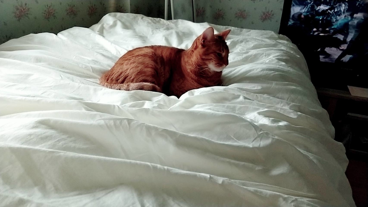 f:id:Betty0918:20211012142033j:plain