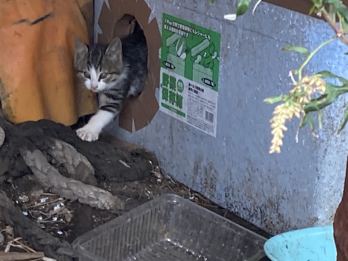 f:id:Betty0918:20211019141821j:plain