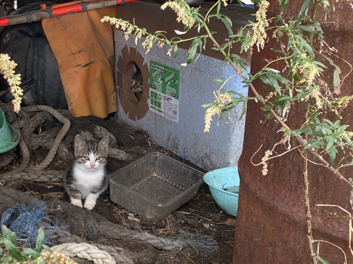 f:id:Betty0918:20211019141929j:plain