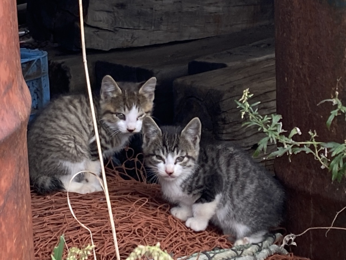 f:id:Betty0918:20211019142105j:plain