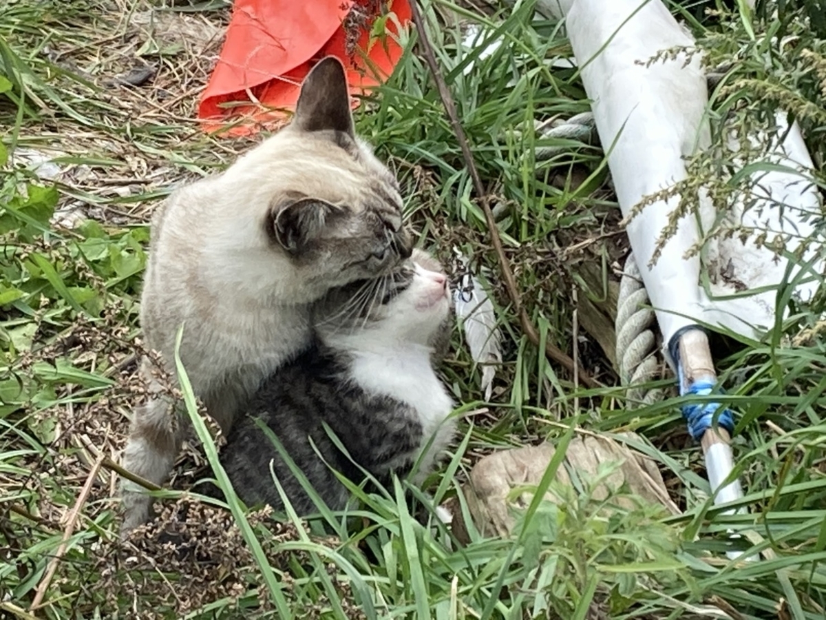 f:id:Betty0918:20211019142223j:plain