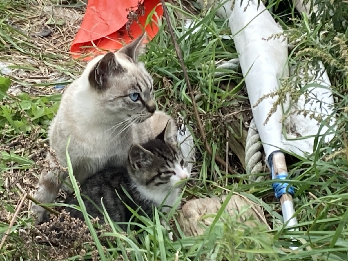 f:id:Betty0918:20211019142303j:plain