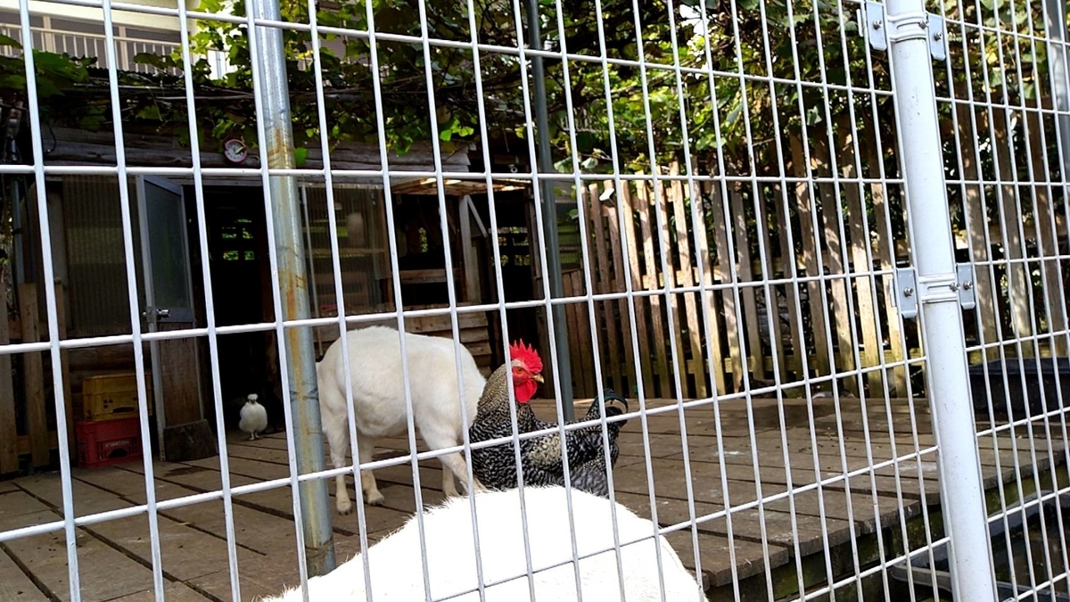 f:id:Betty0918:20211021140931j:plain