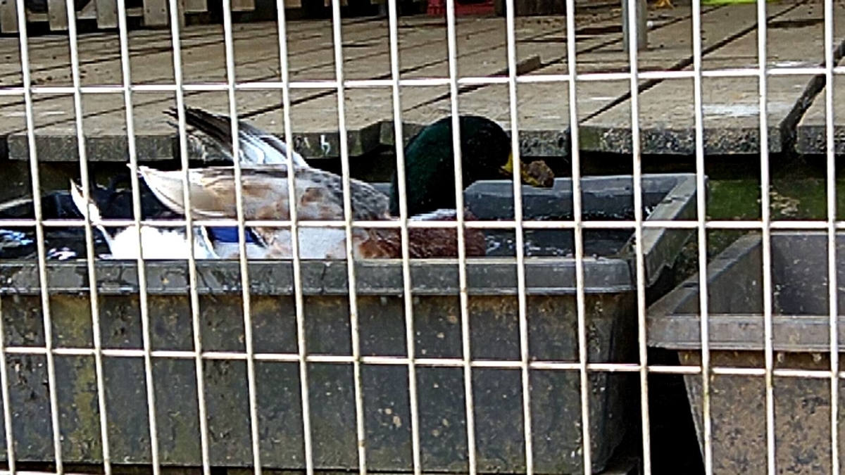 f:id:Betty0918:20211021141241j:plain