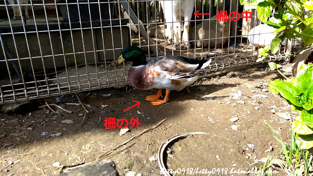 f:id:Betty0918:20211021141852p:plain